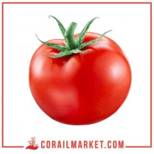 Tomate