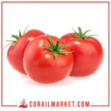 Tomate