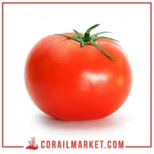 Tomate