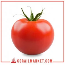 Tomate